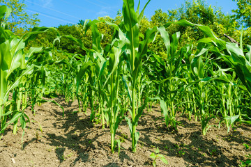 Fototapeta na wymiar Corn field. maize wheat field corn
