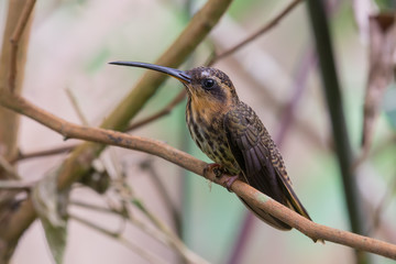 Retrato de um Beija-flor-rajado pousado