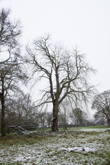 Fototapeta na wymiar Winter trees