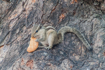 Chipmunk eating a biscuit in Delhi, India