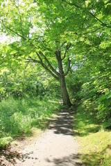 大沼国定公園の小道(北海道)