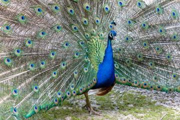 Der stolze Pfau
