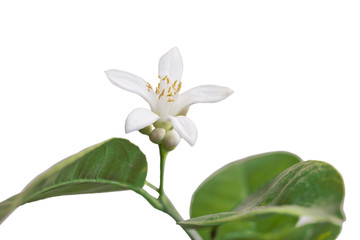 a single fragrant fragrant white mandarin flower has bloomed