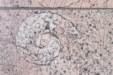 Obraz na płótnie Canvas fossil / Ammonite in a pink pavement in Verona in Italy 