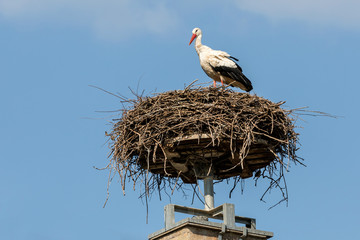 Das Storchennest ist bereitet