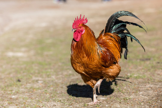 รูปภาพStolze – เลือกดูภาพถ่ายสต็อก เวกเตอร์ และวิดีโอ487 | Adobe Stock