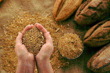 Handful of wheat grains with homemade bread on background.