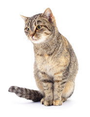 Kitten on white background.