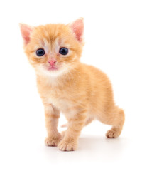 Kitten on white background.