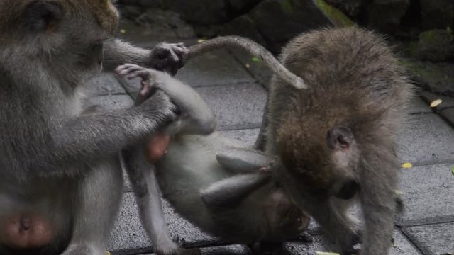 Monkey Family playing on floor in Monkey Forest Bali in slow motion