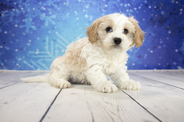 Cavachon with snowflake background