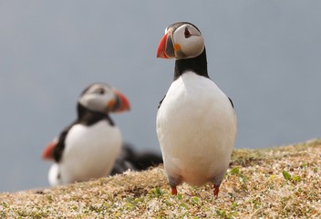 Naklejka premium Atlantic Puffin in the Farne Islands