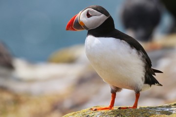 Atlantic Puffin in the Farne Islands