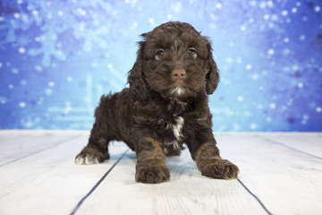 Cock-A-Poo with snowflake background