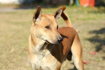 Dog pet in the outdoor