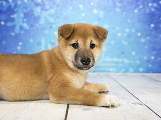 Shiba Inu with snowflake background