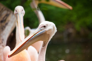 Pelicans are a genus of large water birds