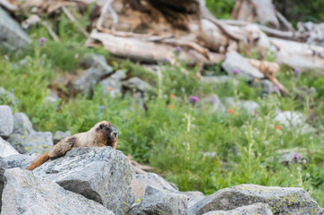 Marmot Rests on Boulders