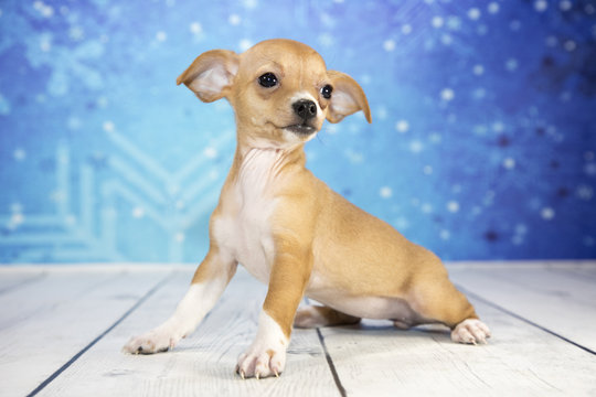 Chihuahua with snowflake background