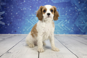 Cavalier King Charles Spaniel with snowflake background