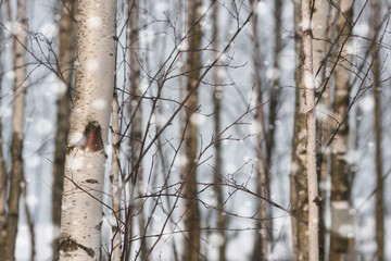 white birches during a snowfall