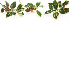 Holly leaves with red berries