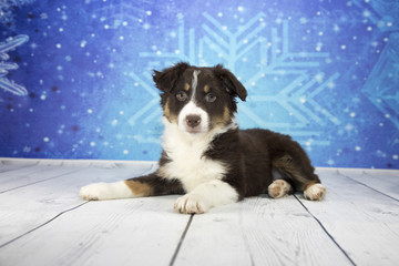 Australian Shepherd with blue snowflake background