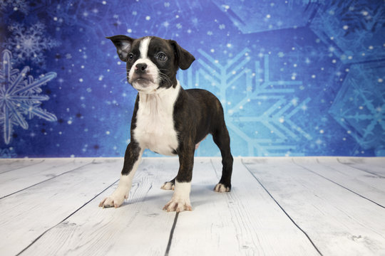 Frenchton with snowflake background