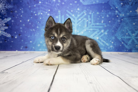 Huskimo with snowflake background
