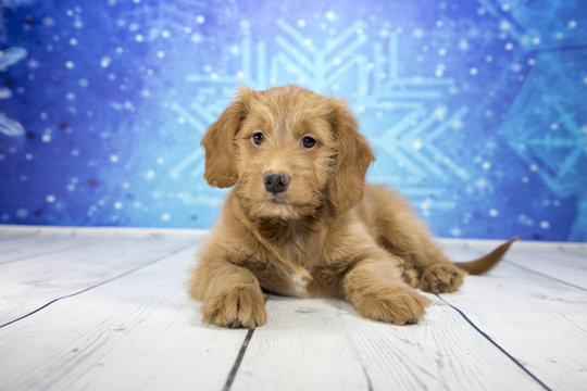 Golden Doddle with blue snowflake background