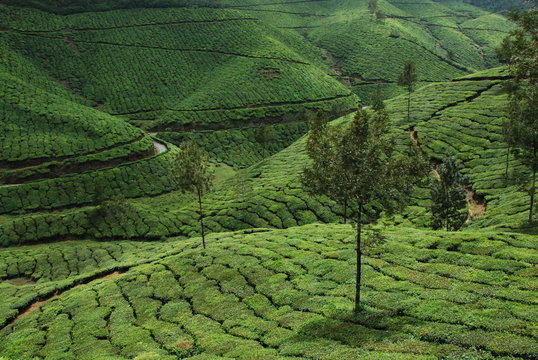 Plantation de th&eacute;