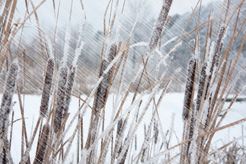 Fototapeta premium dry grass covered with snow, trees in the background and falling snow
