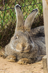 rabbit muzzle close-up