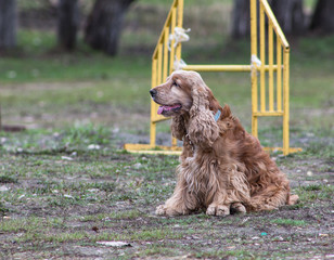 the spaniel is sitting on the lawn