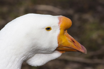 muzzle of a goose, close-up