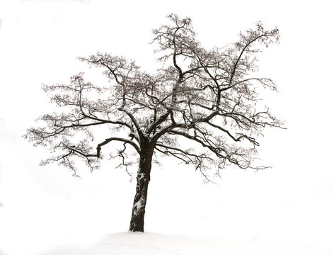 lonely tree covered with snow in a white surrounding, isolated