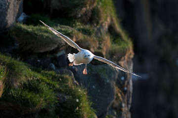 northern fulmar, fulmarus glacialis, Faroe island