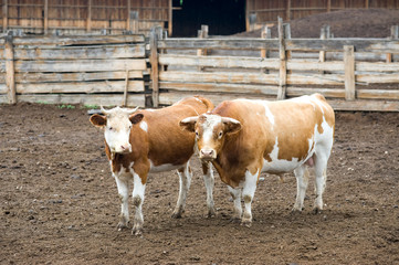 bovine couple