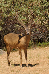 Californian Black-tailed buck