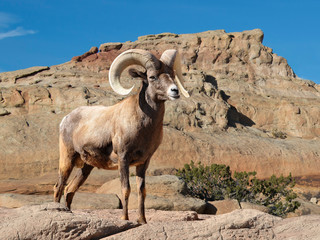 Bighorn sheep ram with large curved horns