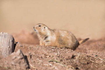 Naklejka na ściany i meble Black-tailed prairie dog on mound of dirt