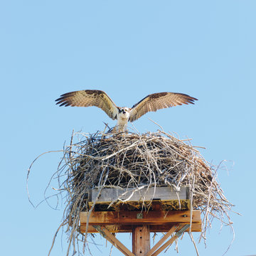 sprey at its nest