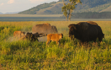 Closeup of a North American Buffalo
