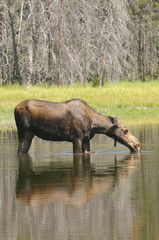 Fototapeta premium female Moose feeding in a pond in the Tetons