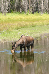 female Moose feeding in a pond in the Tetons
