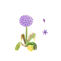 Watercolor allium. Illustration on white