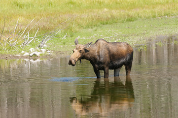Naklejka na ściany i meble female Moose feeding in a pond in the Tetons