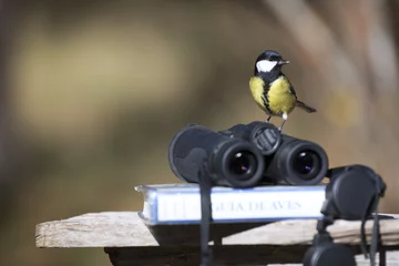 Foto op Plexiglas Tit bird with binoculars and ornithology bird field guide book © Pedro Bigeriego