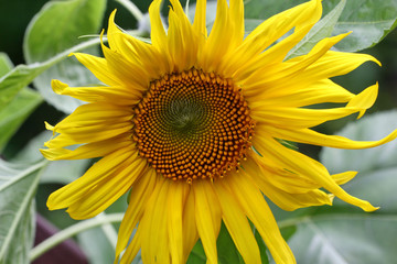A yellow Sunflower