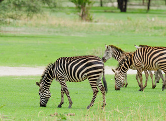Fototapeta na wymiar Closeup of Burchell's Zebra or Boehm's zebra (scientific name: Equus burchelli, subspecies Equus burchelli boehmi or 